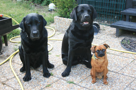 Hundflocken 2011