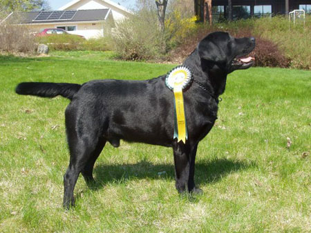 Zigge viltsparchampion 2006