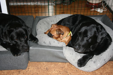 Zigge, Nelson & Caizo